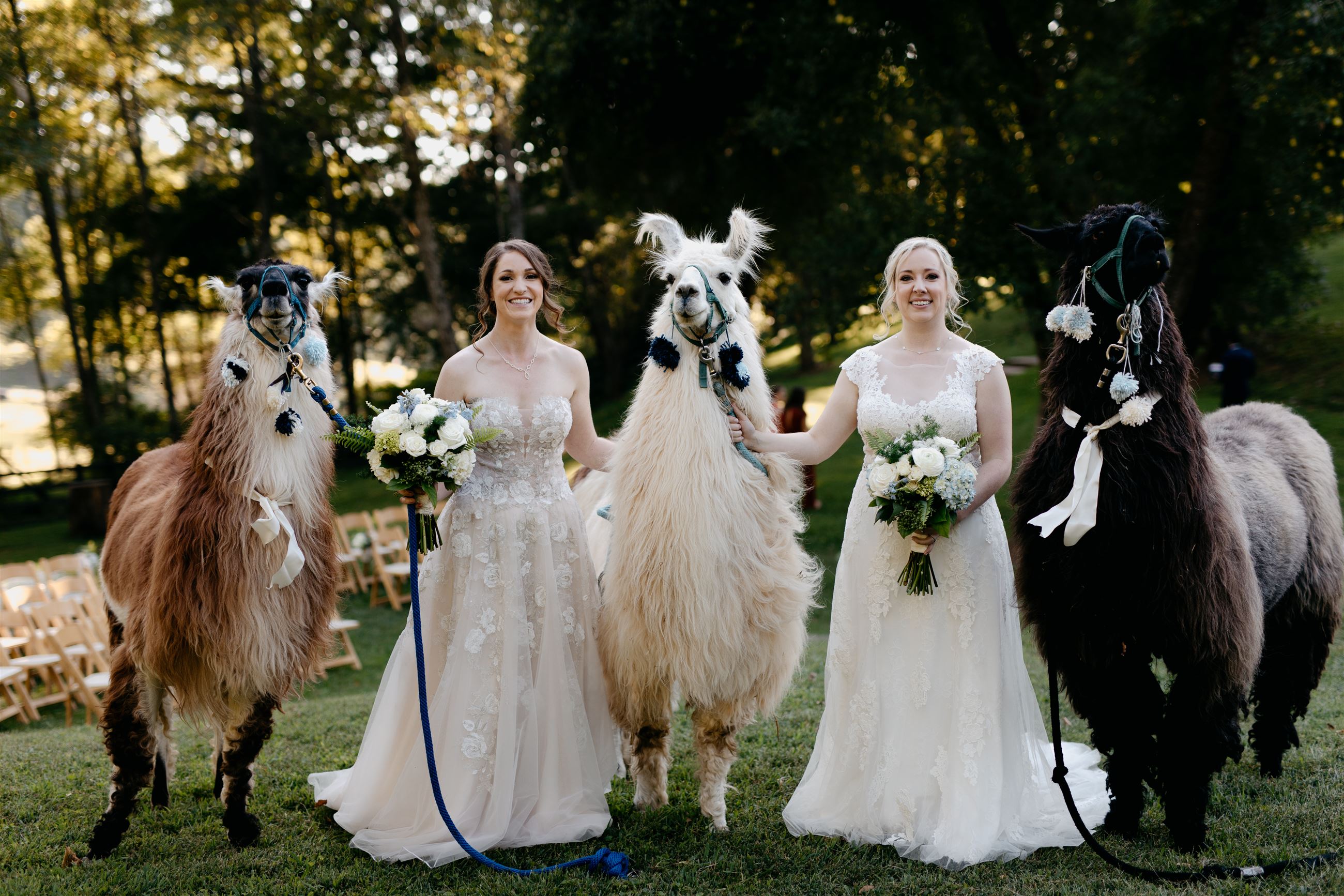 llamas at a wedding